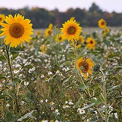 photo "Autumn Sunflowers"