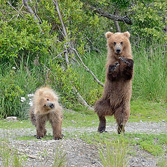 фото "Gangnam bears"