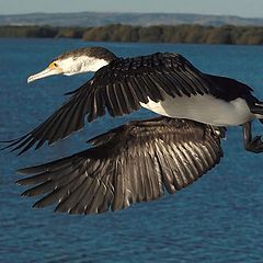 photo "Cormorant"