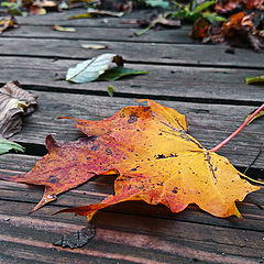 photo "I, who Autumn Leaf ..."