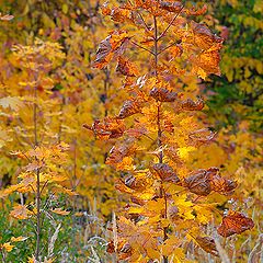 photo "Amber maple"