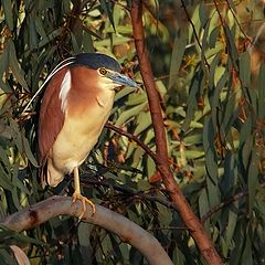 фото "Night heron"