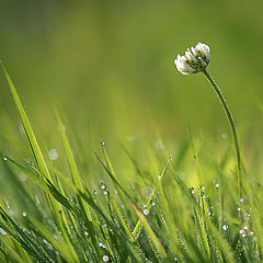 фото "На солнечной полянке, пока травинки не стряхнули с себя росу…"