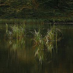 photo "Quiet water..."