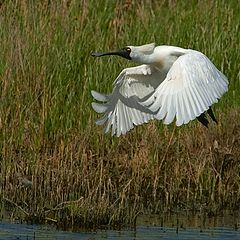 photo "Spoonbill"