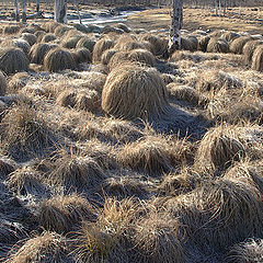 фото "Уснувшие травы"