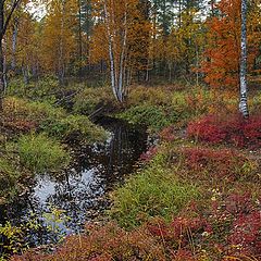 фото "Осенняя лесная речка"