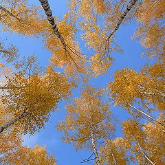 photo "Autumn dance"