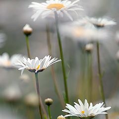 photo "In the daisies"