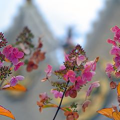 photo "Autumn ​​Flowers"