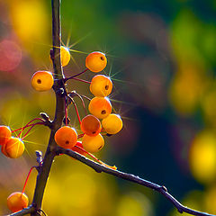 photo "Autumn. apples"