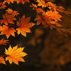 фото "Acer pseudosieboldianum"