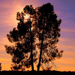 photo "The Tree..."