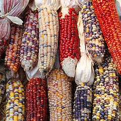 photo "Autumn Corn"