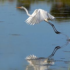 фото "Water mirror"