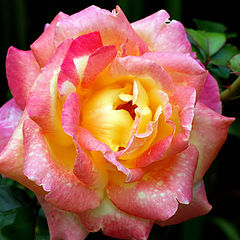 photo "A Rose...."