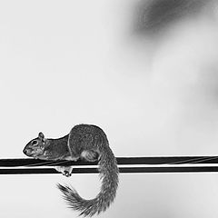 photo "Squirrel On A Wire"