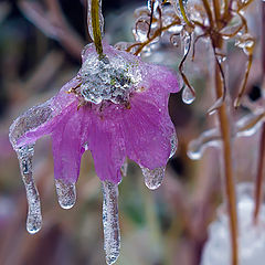 photo "Crying on the summer"