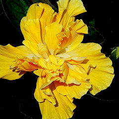 фото "Yellow  Hibiscus..."