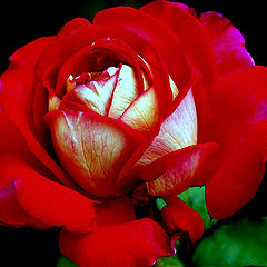 photo "Red Rose...."