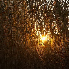 photo "Golden ray of sunlight"