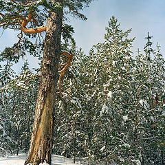 photo "Winter in the pine wood."