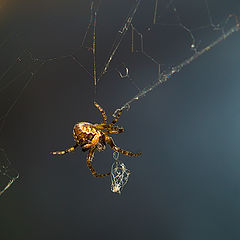 photo "lace-maker"