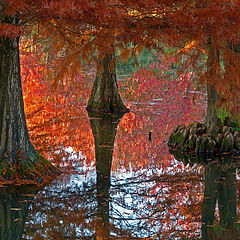 photo "water trees"