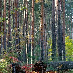 фото "Осенний этюд"