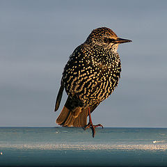 photo "Cold feet ..."