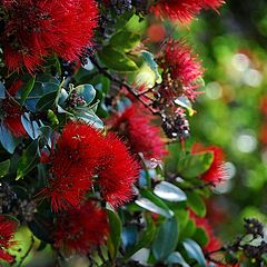 photo "Tree Flower"