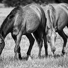 photo "Cavalos"