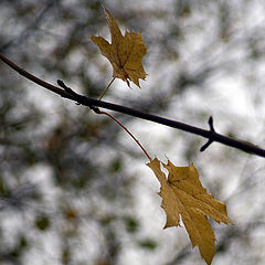 photo "Together till the end of time..."