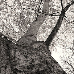 photo "Old poplar"