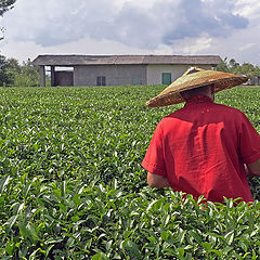 photo "Tea cropping"