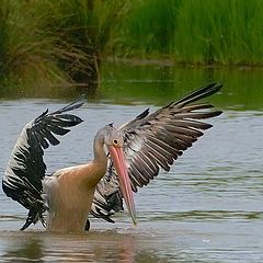 photo "pelican"