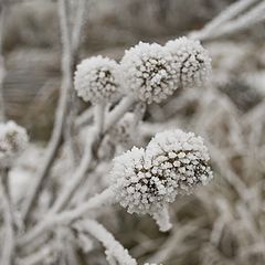 фото "Arctium láppa (репейник)"