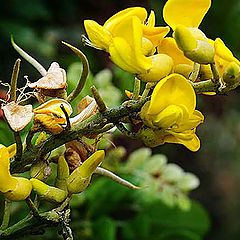 photo "Yellow flower"