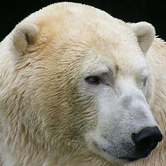фото "Polar bear"
