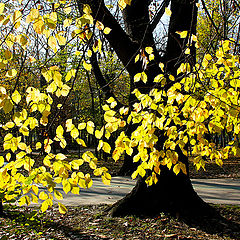 photo "Golden leaves"