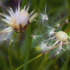 photo "autumn is coming"