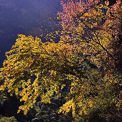 photo "autumn"