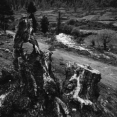 photo "tree and wood"