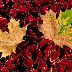 фото "Осенние листья"