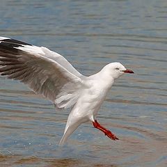 photo "Landing"