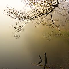фото "***"