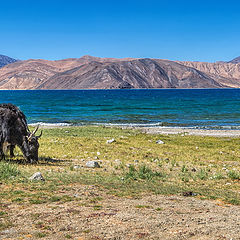 photo "Yaks"