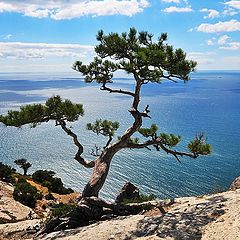 фото "Сосна и море."