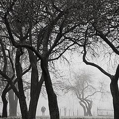 photo "The man in the park"