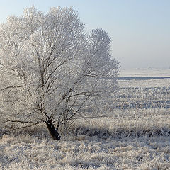 фото "Белое безмолвие"